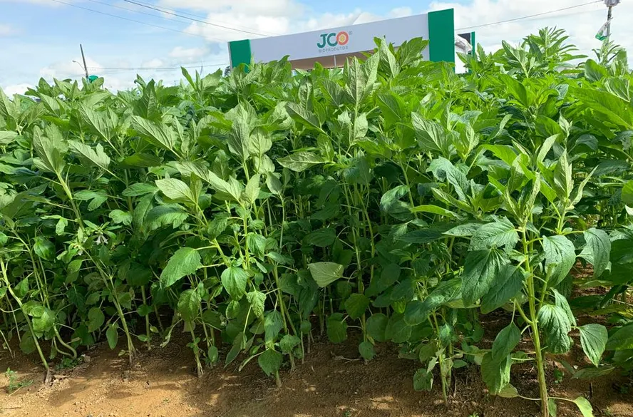 Pesquisa testa substância derivada de gergelim amazônico contra o AVC