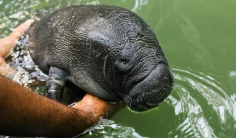 Parecer sobre Foz do Amazonas cita risco a peixe-boi, indígenas ignorados e exige R$ 40 mi