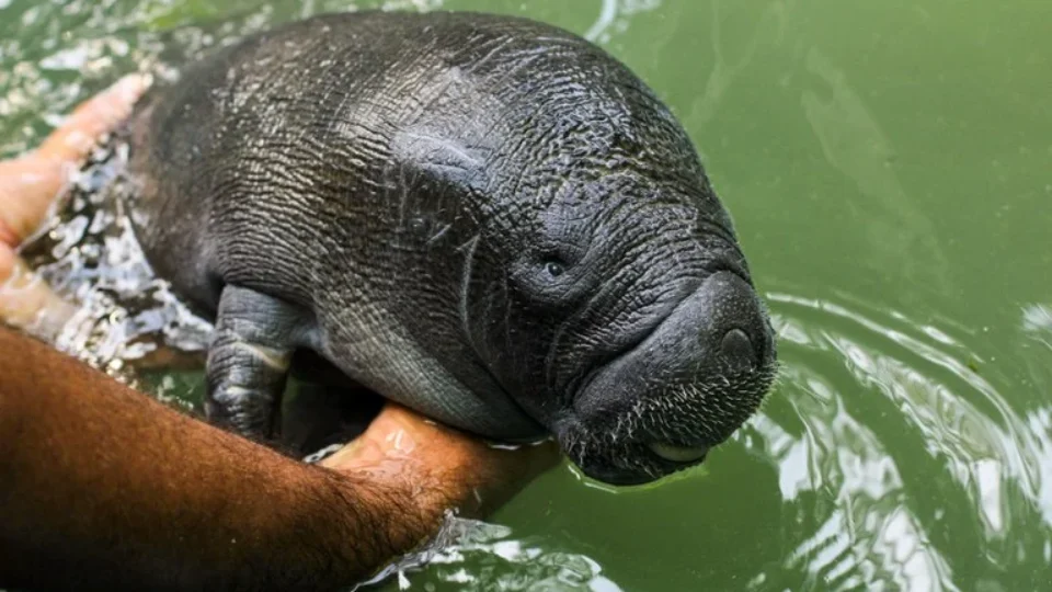 Parecer sobre Foz do Amazonas cita risco a peixe-boi, indígenas ignorados e exige R$ 40 mi