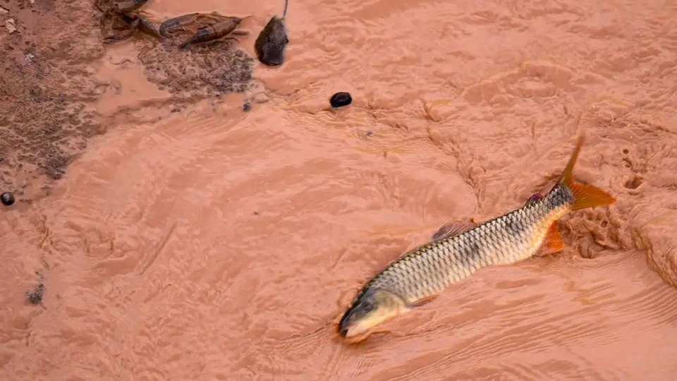 Samarco e Vale são multadas em mais de R$ 1,8 bilhão