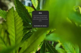 Meta suspende perfis de cannabis do Instagram sem justificativa