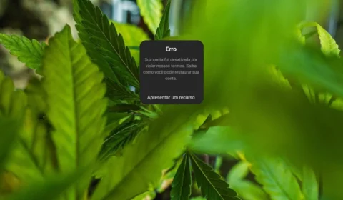 Meta suspende perfis de cannabis do Instagram sem justificativa