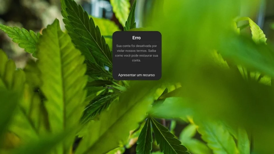 Meta suspende perfis de cannabis do Instagram sem justificativa