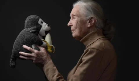Jane Goodall, que revelou traços ‘humanos’ dos grandes macacos, morre aos 91 anos