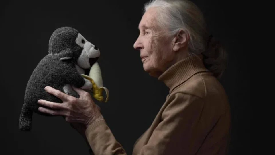 Jane Goodall, que revelou traços ‘humanos’ dos grandes macacos, morre aos 91 anos