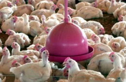 Governo divulga nova Lista Suja do trabalho escravo e JBS Aves fica de fora