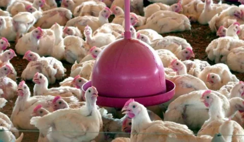 Governo divulga nova Lista Suja do trabalho escravo e JBS Aves fica de fora
