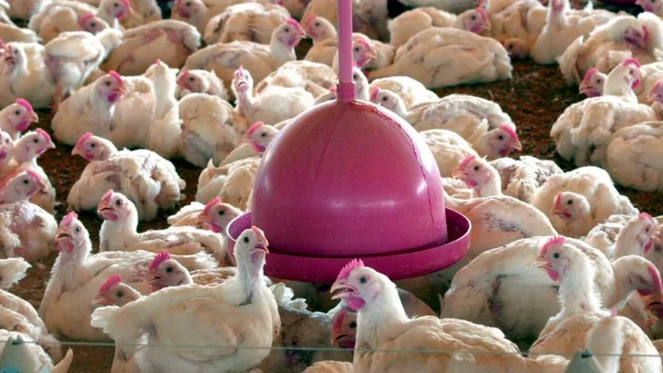 Justiça no RS obriga JBS Aves a tomar medidas contra trabalho escravo em granjas