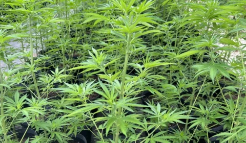 Anvisa não cumpre prazo para regulamentar cultivo de cânhamo no Brasil