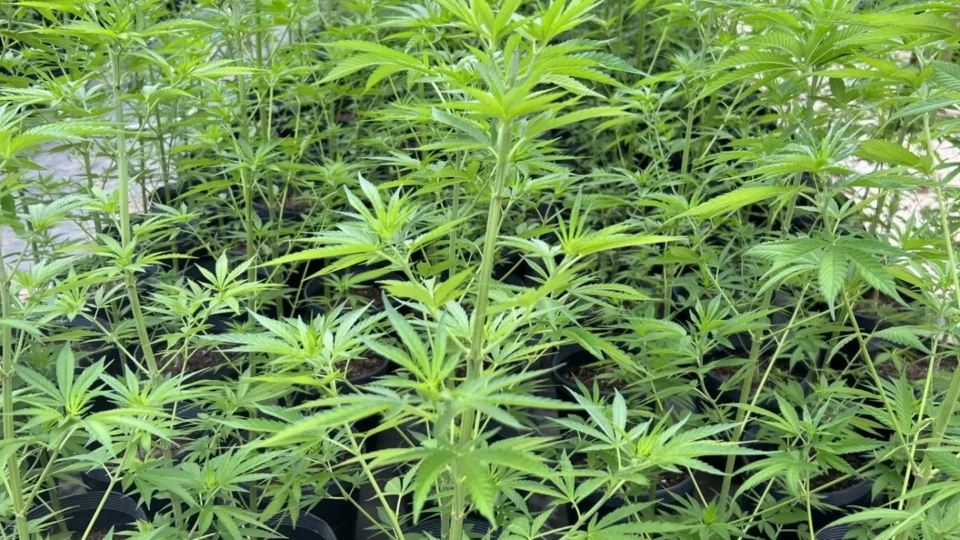 Anvisa não cumpre prazo para regulamentar cultivo de cânhamo no Brasil
