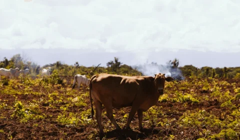 JBS exportou carne de fazendas ilegais da Amazônia para Europa, diz relatório