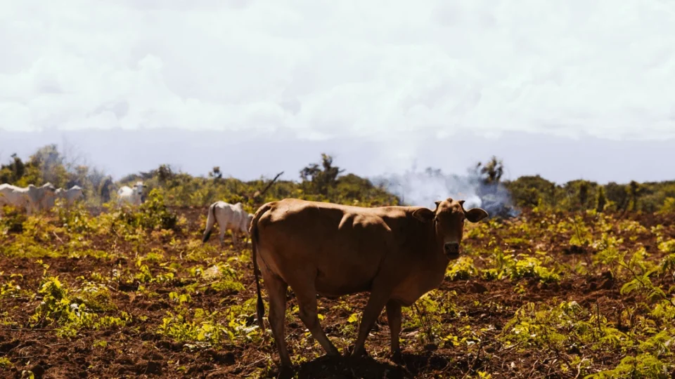 JBS exportou carne de fazendas ilegais da Amazônia para Europa, diz relatório