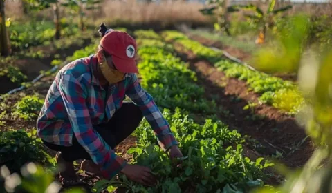 MST: quando a luta por justiça social e a reforma agrária se somam