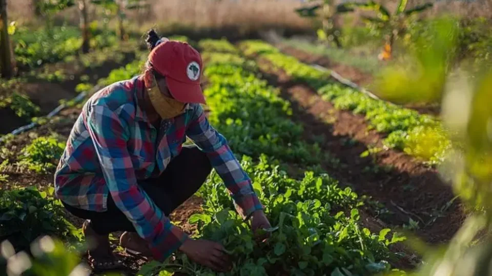 MST: quando a luta por justiça social e a reforma agrária se somam