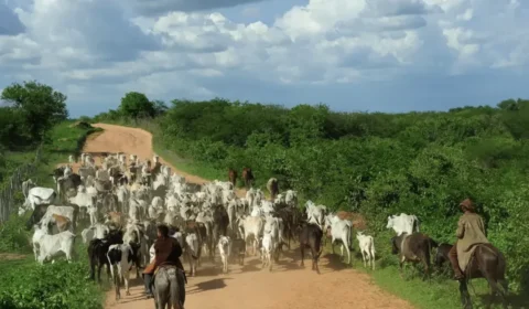 A carne que esquenta o planeta: maiores produtoras impactam tanto quanto petrolíferas