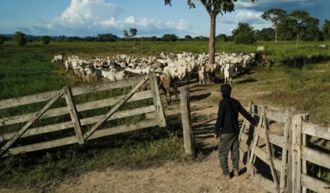Novos casos reforçam elo entre trabalho escravo e maiores frigoríficos do país