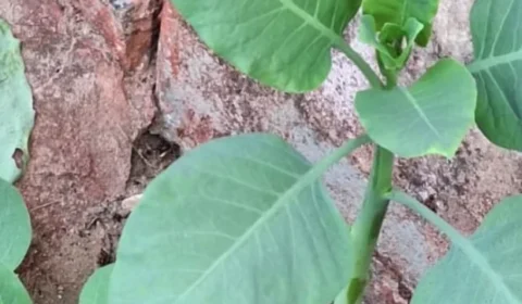 Família confunde planta tóxica com couve e é internada em MG