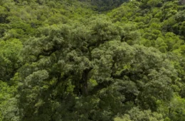 Mata Atlântica perde 2,4 milhões de hectares em 40 anos