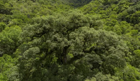 Mata Atlântica perde 2,4 milhões de hectares em 40 anos