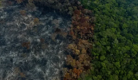 Áreas desmatadas na Amazônia e no Cerrado caem mais de 11% em 2025