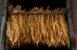 Empresa que driblou Lista Suja fornece para Philip Morris e Syngenta