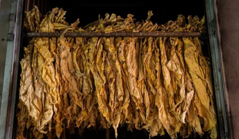 Empresa que driblou Lista Suja fornece para Philip Morris e Syngenta
