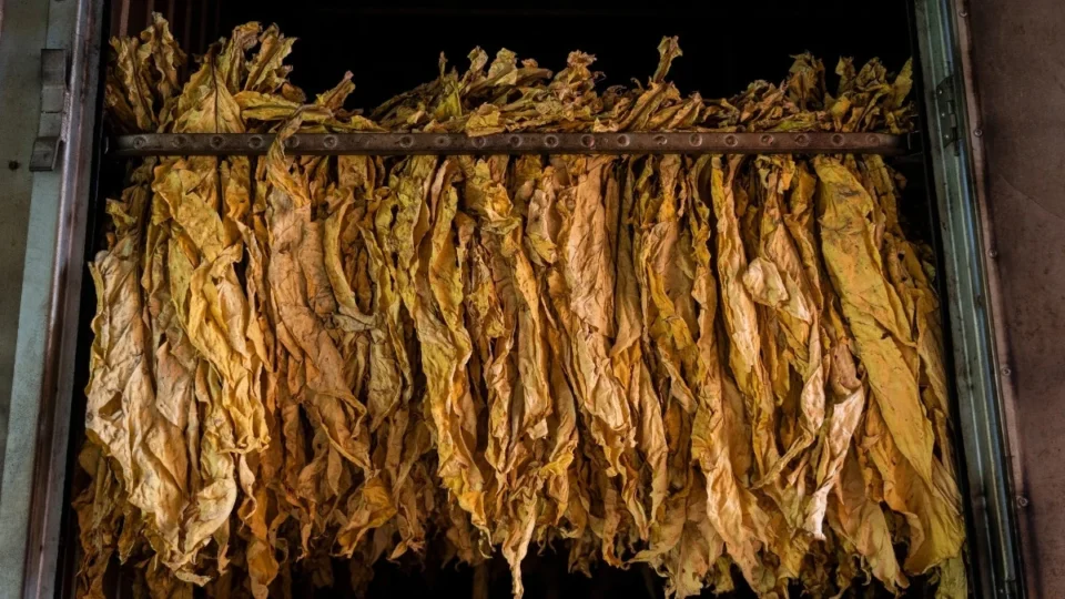 Empresa que driblou Lista Suja fornece para Philip Morris e Syngenta
