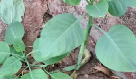 Mais sete pessoas são intoxicadas em MG após comerem ‘falsa couve’