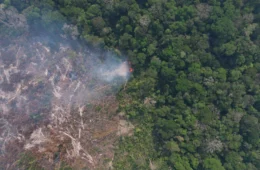 Após contrato na COP30, Justiça suspende projeto de créditos de carbono do Amazonas
