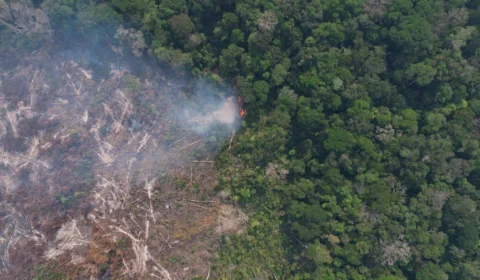 Após contrato na COP30, Justiça suspende projeto de créditos de carbono do Amazonas