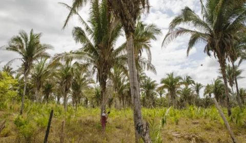 Chuva de agrotóxicos põe em risco produção orgânica das quebradeiras de coco babaçu