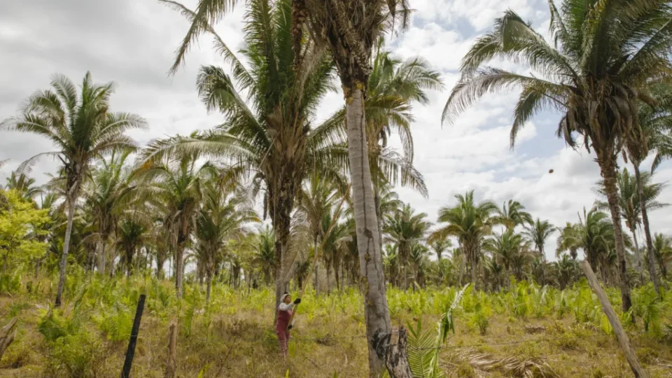 Chuva de agrotóxicos põe em risco produção orgânica das quebradeiras de coco babaçu