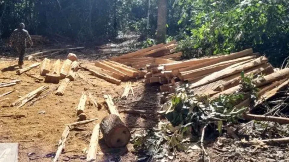 PMs são investigados por envolvimento na venda de madeira ilegal no Mato Grosso