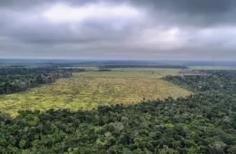 STF suspende todos os processos do país sobre Moratória da Soja