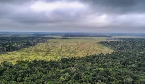 STF suspende todos os processos do país sobre Moratória da Soja