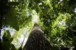 Amazônia Legal tem 2,3 milhões de pessoas em unidades de conservação