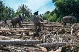 Economia verde pode render US$ 20 trilhões anuais em 2070 e salvar milhões, diz ONU