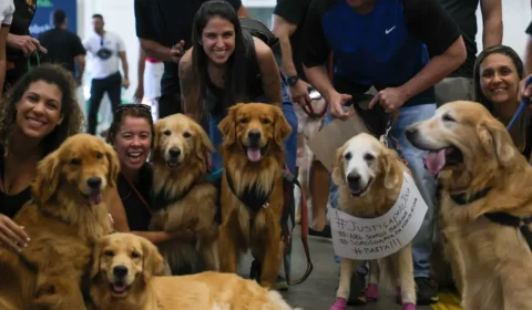 Genes que moldam emoções nos golden retrievers são os mesmos dos humanos