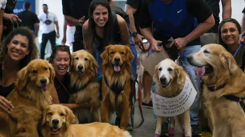 Genes que moldam emoções nos golden retrievers são os mesmos dos humanos