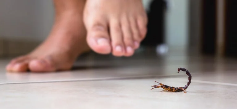 Brasil vive alta de óbitos por acidentes com escorpiões