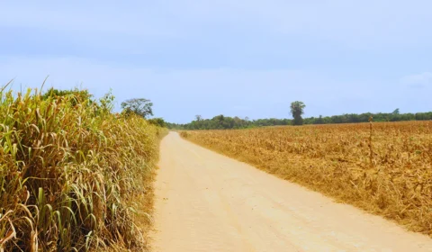 Intoxicações por agrotóxicos crescem 545% em área de soja e milho no Pará