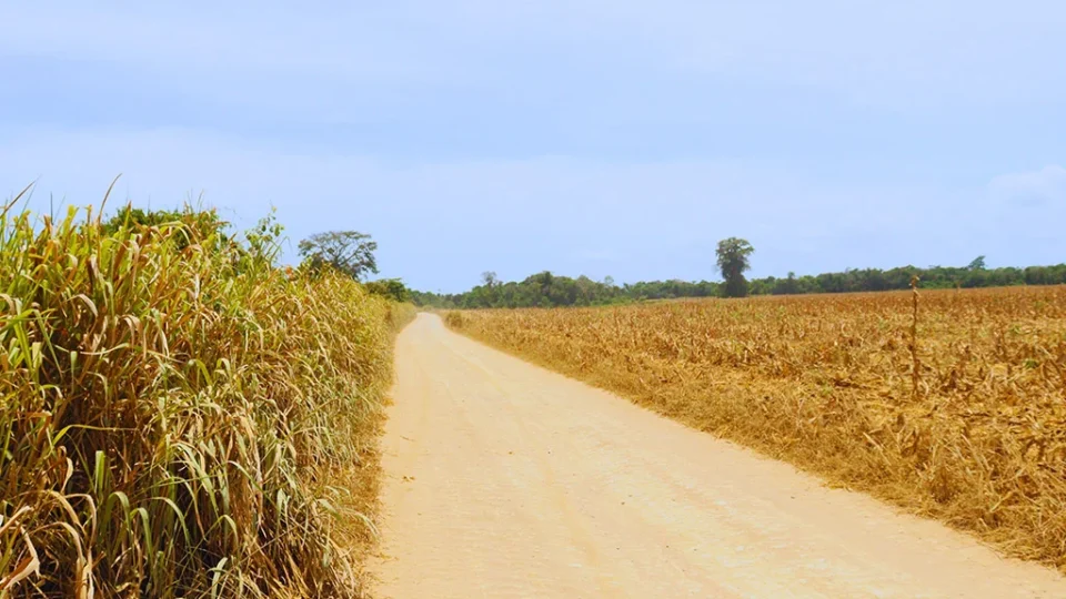 Intoxicações por agrotóxicos crescem 545% em área de soja e milho no Pará