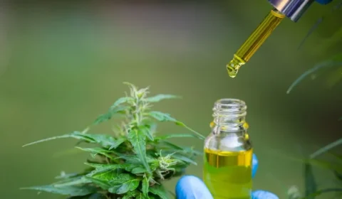 Estado enquadra tratamento com cannabis para epilepsia infantil como narcotráfico em SC