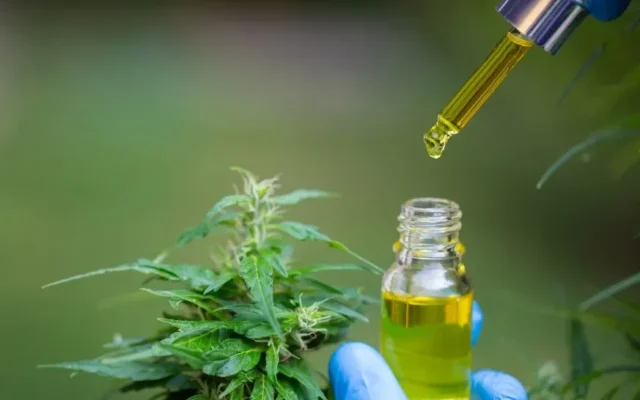 Estado enquadra tratamento com cannabis para epilepsia infantil como narcotráfico em SC