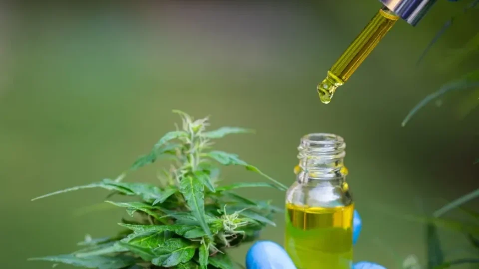 Estado enquadra tratamento com cannabis para epilepsia infantil como narcotráfico em SC