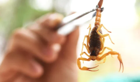 Brasil vive alta de óbitos por acidentes com escorpiões; saiba como agir