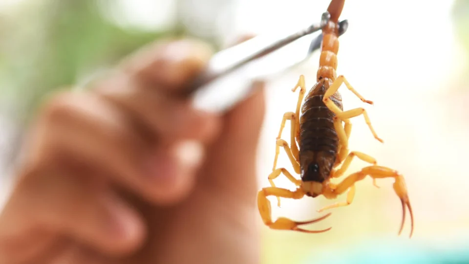 Brasil vive alta de óbitos por acidentes com escorpiões; saiba como agir