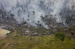 Gases de efeito estufa atingem níveis sem precedentes, diz ONU