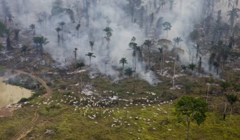 O próximo alvo do Congresso Nacional: áreas de proteção ambiental
