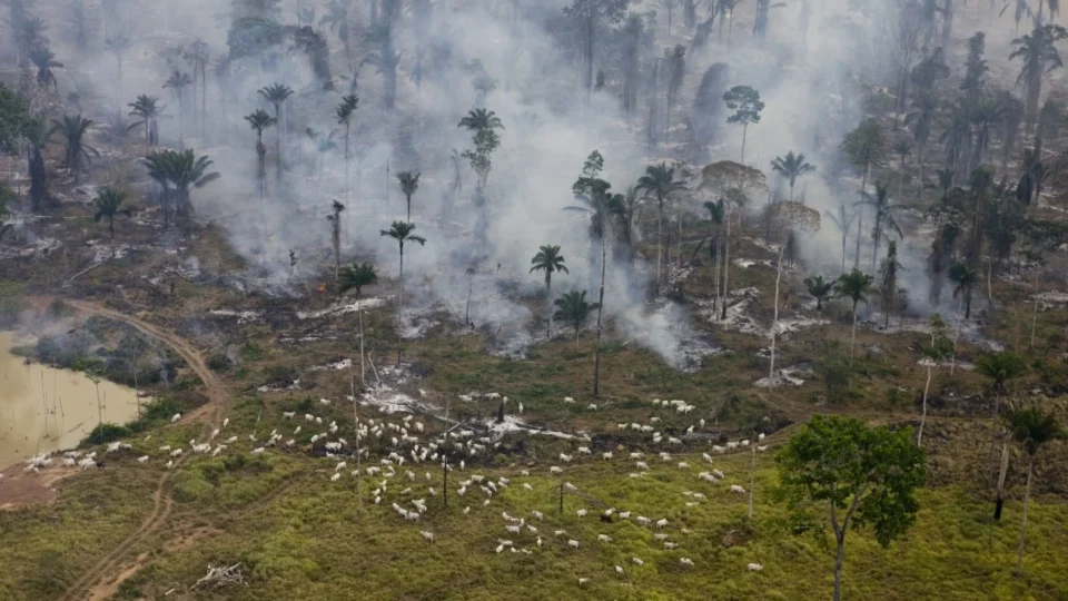 O próximo alvo do Congresso Nacional: áreas de proteção ambiental